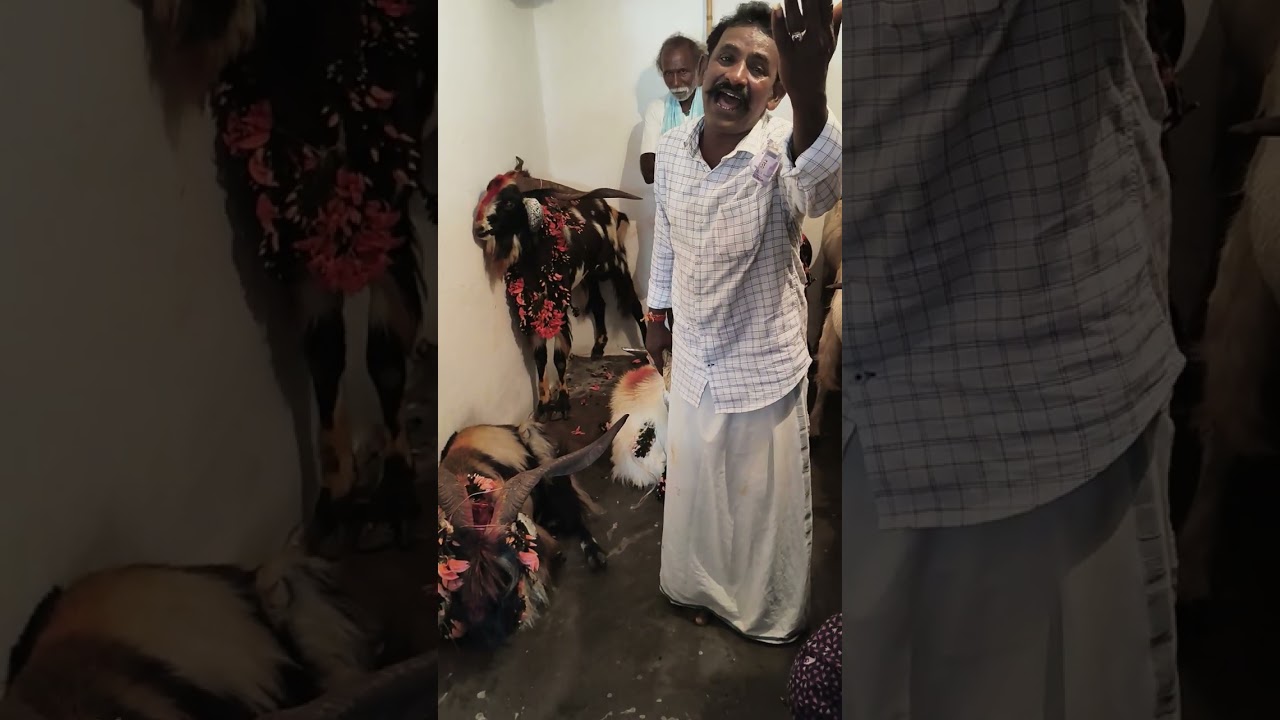 Golla Chaduvu chappa dalappadu Guru garu 7660956024 గొల్ల చదువు చప్ప. దాలప్పడు గురువు 