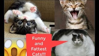 Super Funny Cats | You are gonna Laugh Cats and Dogs | Fatest Cat in the world