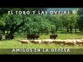 Toros de Dolores Aguirre: el toro y las ovejas amigos en la dehesa | Toros desde Andalucía