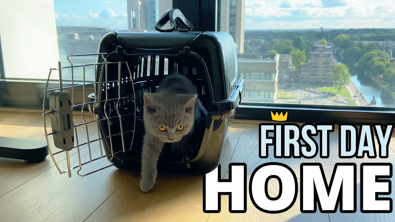 Lord Louis - First Day Home