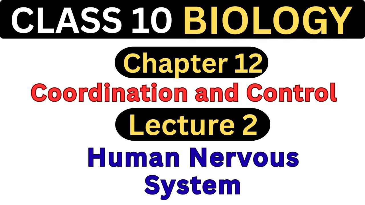 Human Nervous System | Chapter 12 - Lecture 2 | Class 10 Biology - YouTube