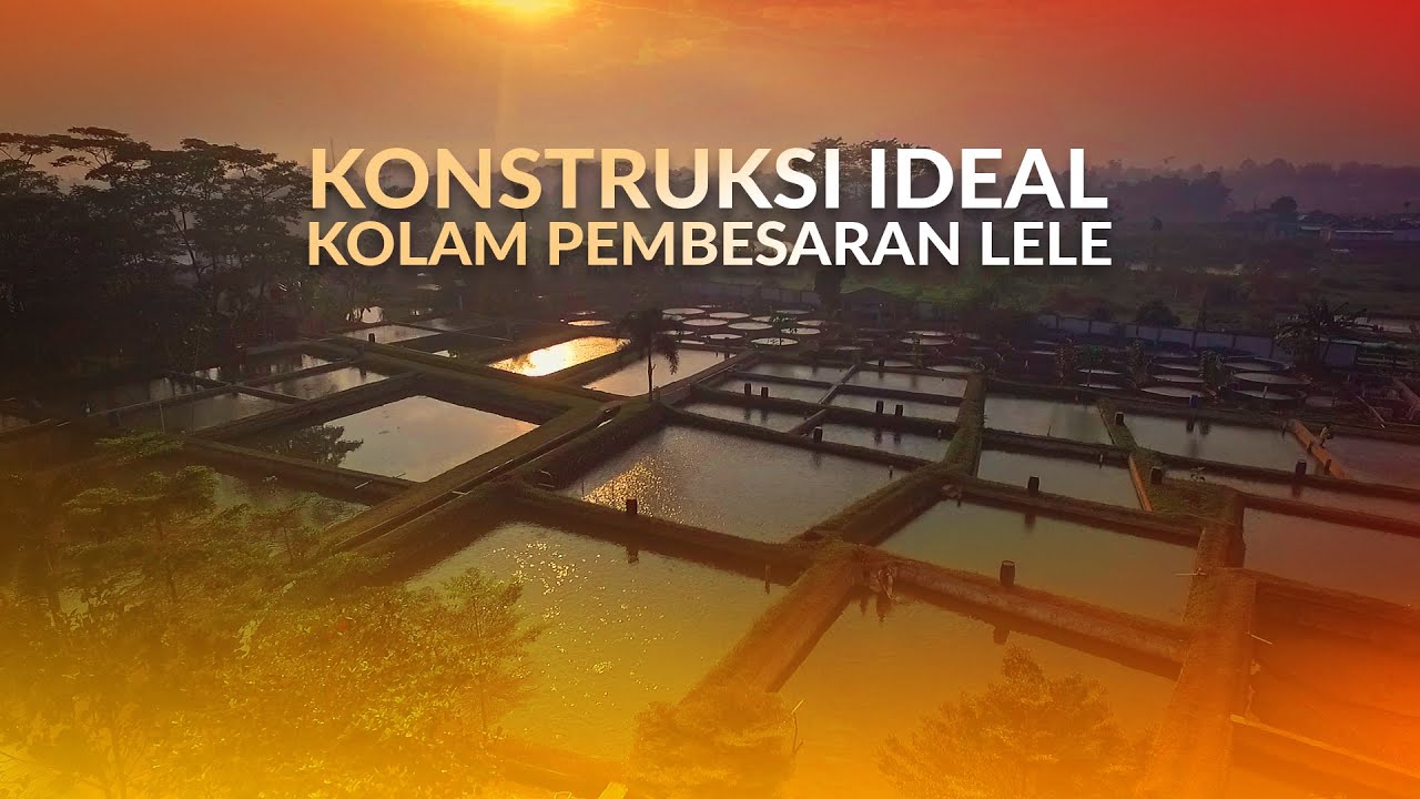 AgriStream TV - Konstruksi Ideal Kolam Pembesaran Lele - YouTube