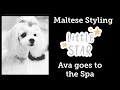 Maltese Grooming & Styling