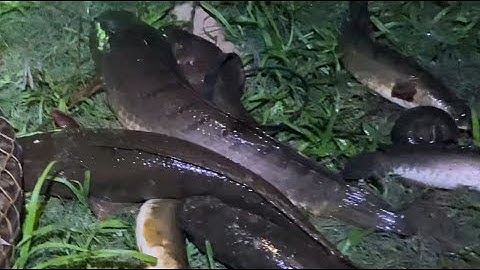 Cắm câu cá lóc #34[ săn cá lóc khủng đầu nguồn thủy lợi za mơ. Tập 2, gỡ cá sướng tay]