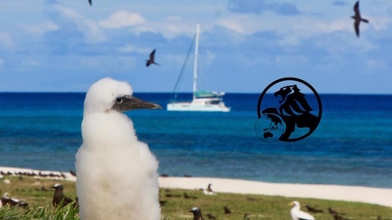Diffusion en direct de CATAMARAN BLACK LION