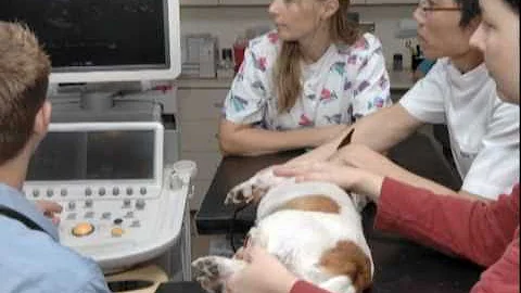 Dr. Teresa DeFrancesco  Terry Center: New Era in V...