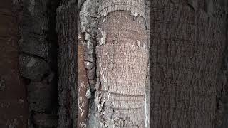#Short video #lizard #cute #nature