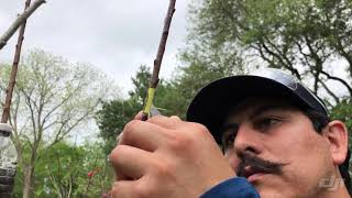 Propagating peach tree! Propagating Wednesday’s