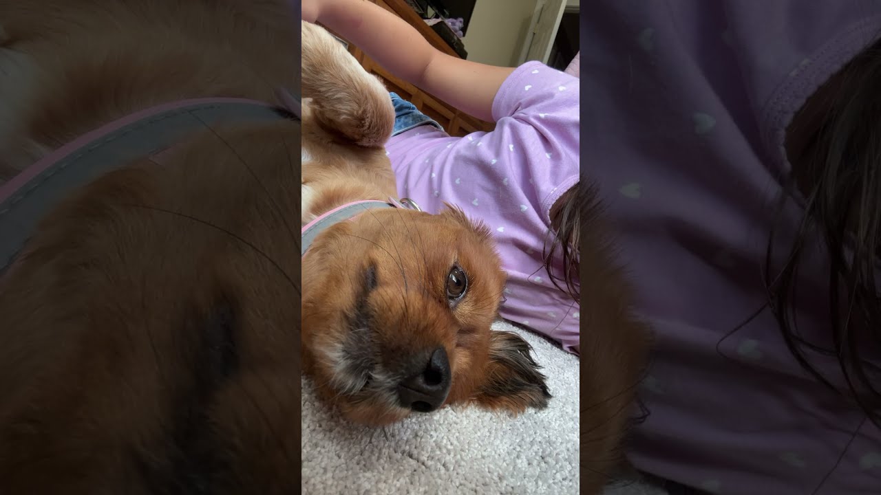 Try This On Your Dog Puppy Pets Funny Slay Puppyvideos Funnypuppy Cutepup Floof 