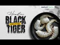 Headless black tiger shrimps production  jeelani marine products