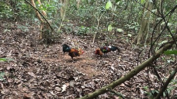 Bẫy gà rừng mới nhất 16/03/2025 Mồi tơ vs bổi ế mùa 3