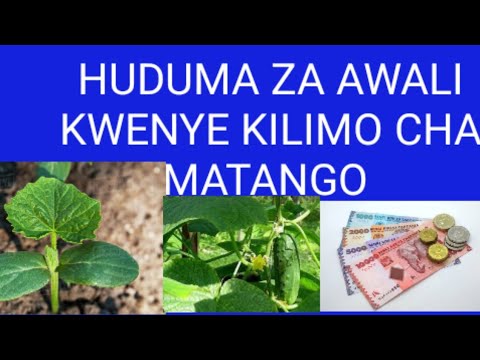 Video: Matango yaliyochonwa kwenye mitungi kama matango baridi ya rasimu