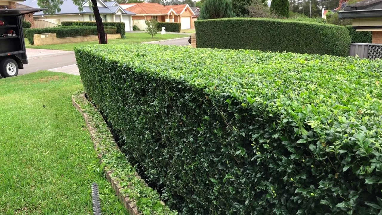 Quick Hedge Trimming Tips ! YouTube