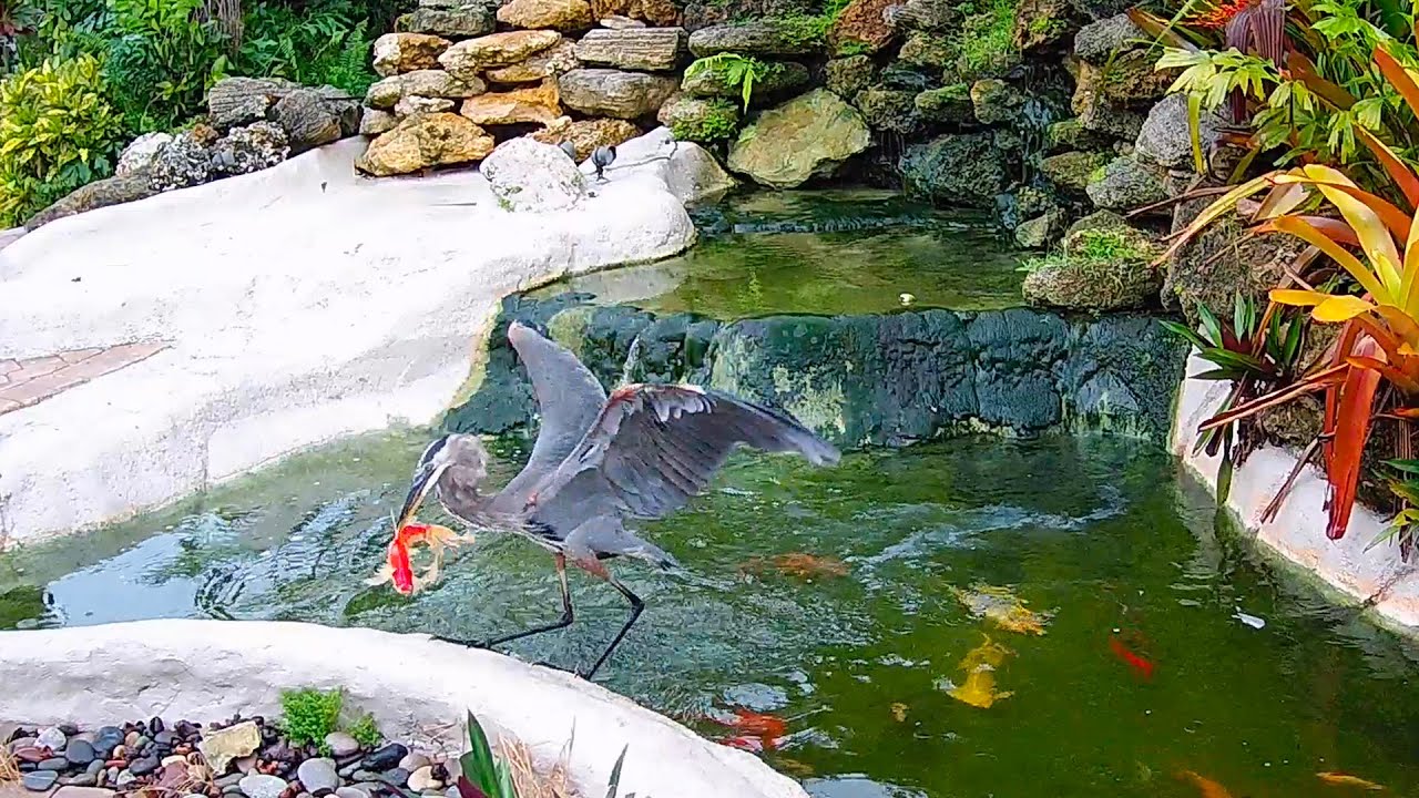 How Do Herons Catch Fish In Ponds?