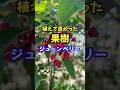 植えて良かった果樹のご紹介。花と実と紅葉と３度楽しめるジューンベリーです😊 #ガーデニング #flowers #gardening #果樹 #ジューンベリー