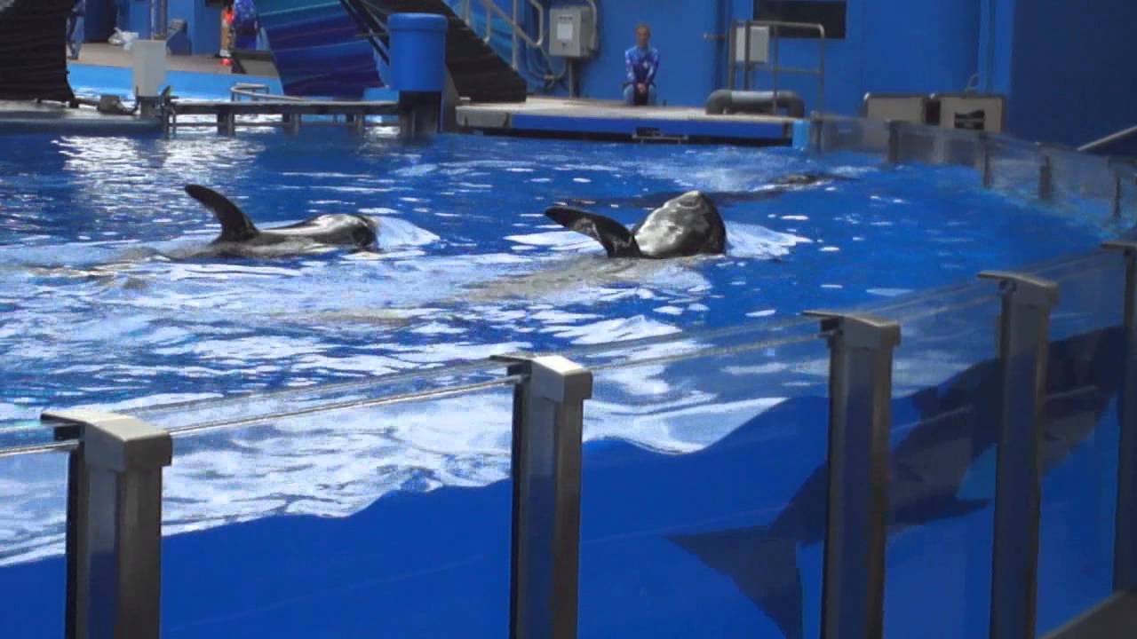 Katina Family at A pool - Aug 12 2015 - SeaWorld Orlando - YouTube