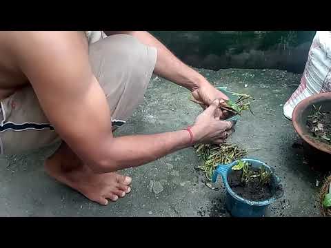 Vídeo: Hygrophila lemongrass: descrição, características, cultivo