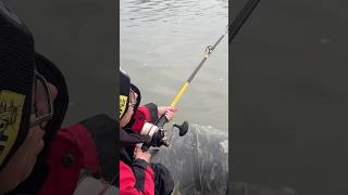 Fisch zieht Anglerin durch den Fluss😱 ANGLER TAGEBUCH 370 #raubfischangeln #welsangeln #shorts
