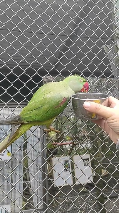 питомник попугаев🦜город Керикери, Новая Зеландия #travel #parrot # ...