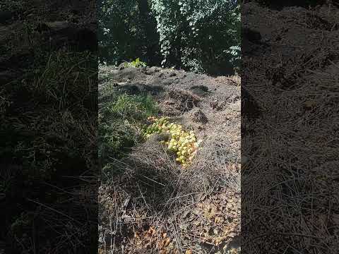 Epic Composting: Journey