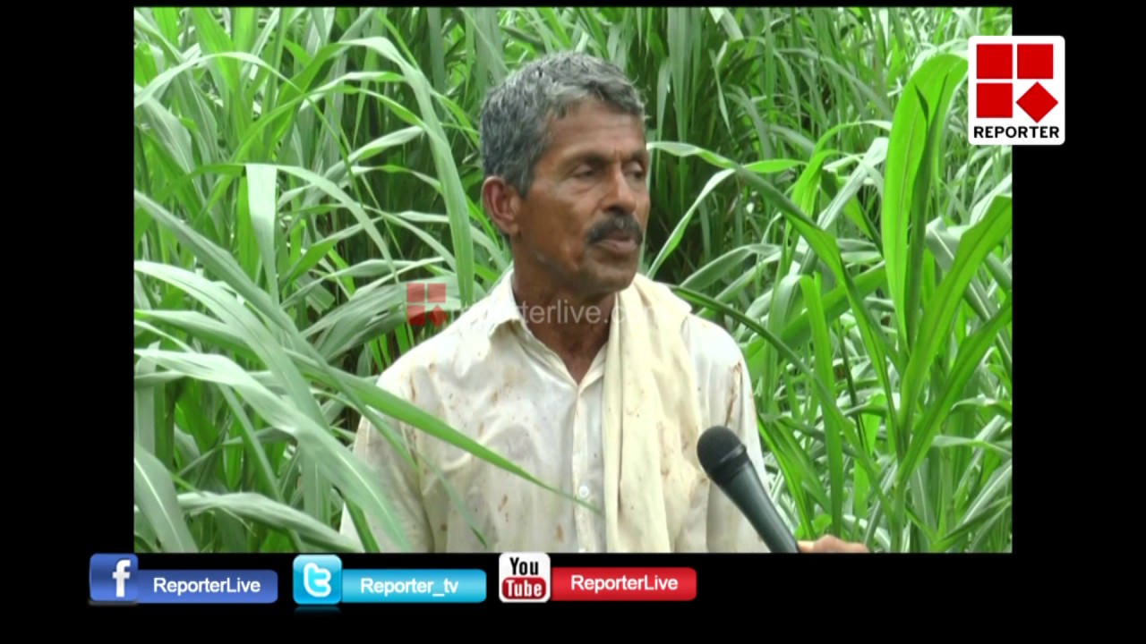 THEETA PUL KRISHI │Reporter Live