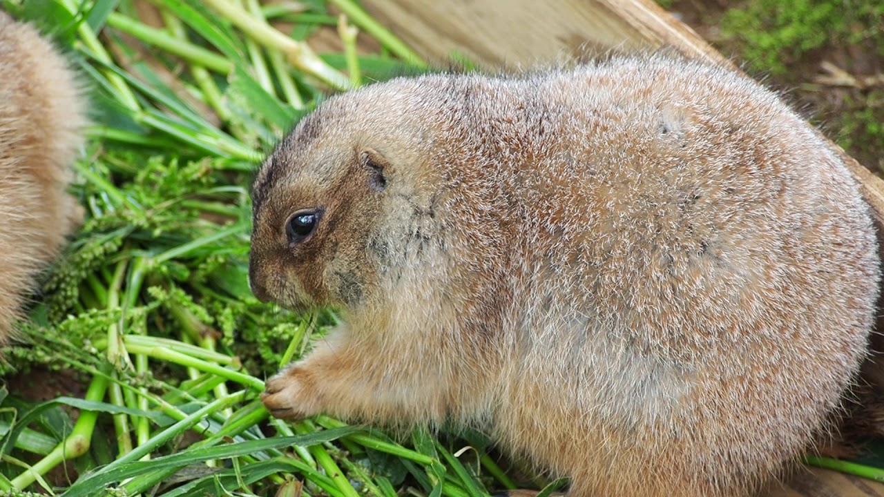 大きい草食動物、小さい草食動物 - YouTube