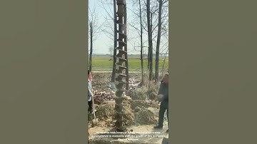 Massive Drill in Action! Digging Perfect Tree Holes in Seconds 🌳⚙️