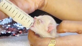 How to syringe feed kittens |new born kitten care |spa |grooming |cats and kittens |cutecat kittens