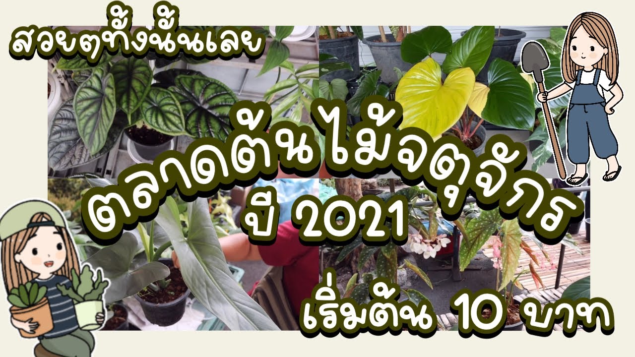 ตลาดต้นไม้​จตุจักร​ ปี 2021/Jatujak​ Flower​ Market​ ตลาดต้นไม้สวยๆราคาตั้งแต่หลักสิบจนถึงหลักหมื่น