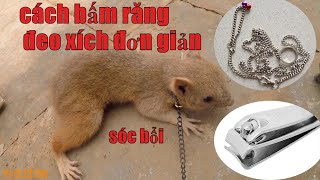 Top 10 cách làm vòng cổ cho sóc mới nhất năm 2022