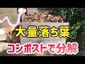 大量の落ち葉をシマミミズたちが分解！【ウジとミミズの巨大コンポスト】