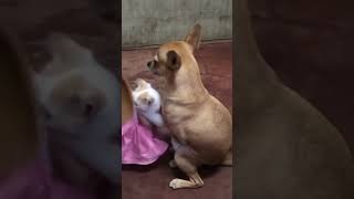 Enjoying With Lovely Pets