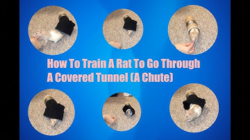 How To Train A Rat To Go Through A Covered Tunnel (Chute)