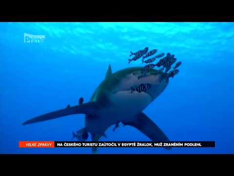 Video: Čo Je Pre človeka Najnebezpečnejší žralok