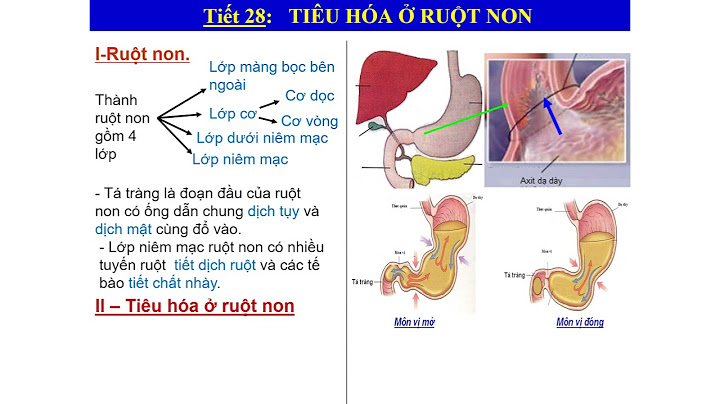 Giải bài tập sinh học 8 bài 28 năm 2024