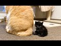 先住猫の後をずっと追いそばにいたい子猫