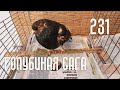 Голубиная сага - Здоровье Лапочки и как Эня общается с моим мужем  (Серия 231)