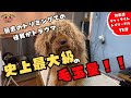 【何年ぶり..(泣)】他店でトリミング中の怪我..トイプードルの噛み犬トリミング!!