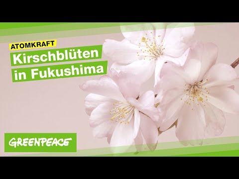 Kirschblüten in Fukushima