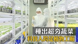 科技人跨足植物工廠種出超夯蔬菜 