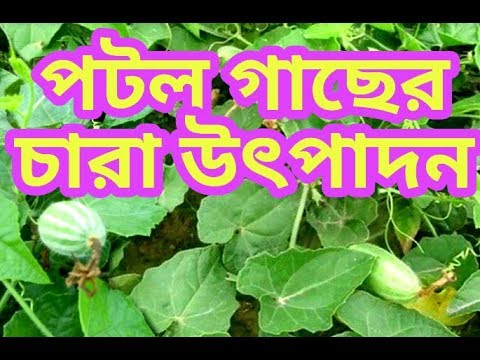 How to cultivate parwel / potol er chara / পটল চারা উৎপাদন