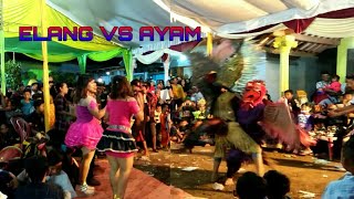 ELANG VS AYAM // Seni Reog Jaranan Campursari