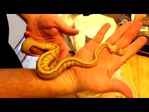 camera iphone 8 plus apk Unboxing 2 new ball pythons from Dynasty Reptiles pt 1
