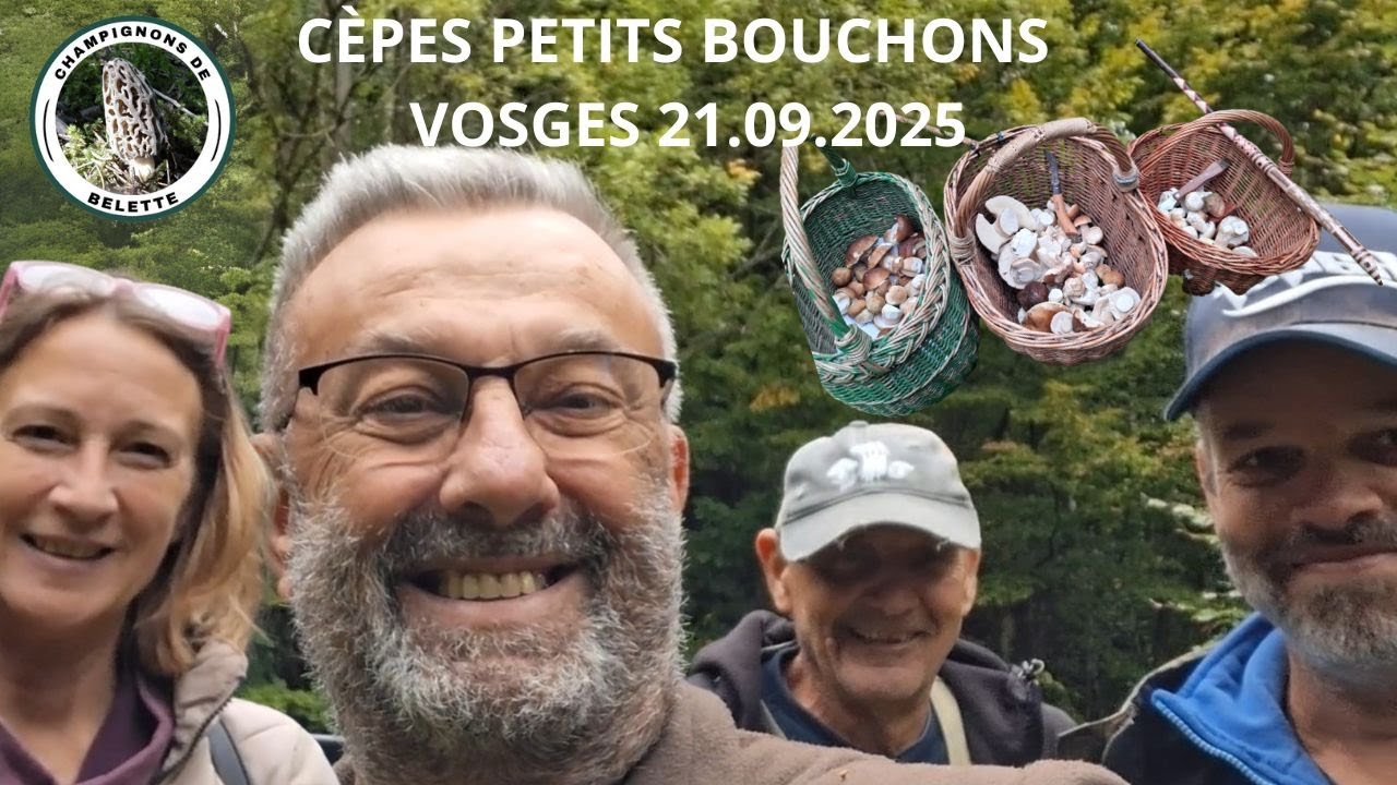 𝗖È𝗣𝗘𝗦 𝗣𝗟𝗘𝗜𝗡 𝗗𝗘 𝗣𝗘𝗧𝗜𝗧𝗦 𝗕𝗢𝗨𝗖𝗛𝗢𝗡𝗦 𝗩𝗢𝗦𝗚𝗘𝗦 𝟮𝟭.𝟬𝟵.𝟮𝟬𝟮𝟱 🌲🍄‍🟫🌳#mushroom #fungi #champignons #foret