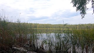 Плотва на донку и поплавок. Рыбалка без слов на карстовом озере.