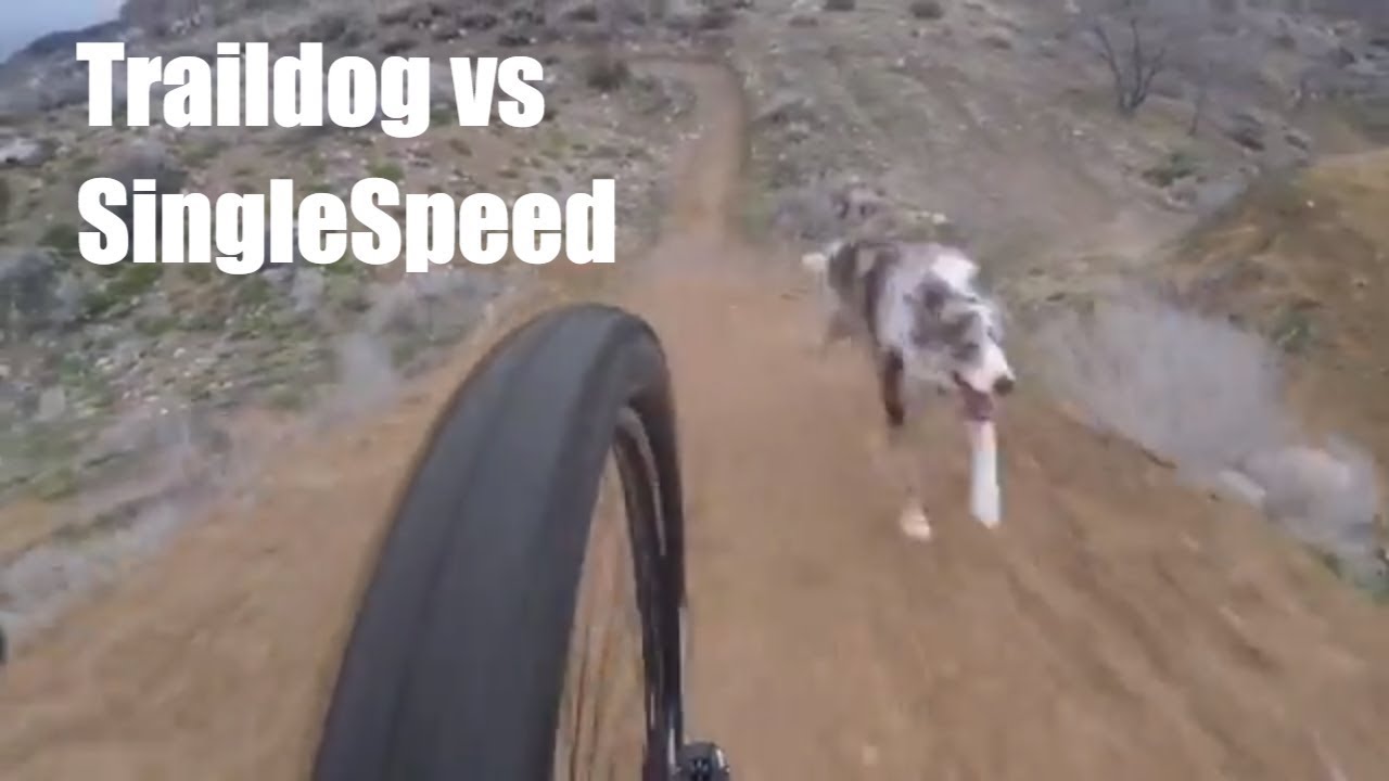 Trail dog vs El Mariachi SS.     GoPro session 5 and Evo SS