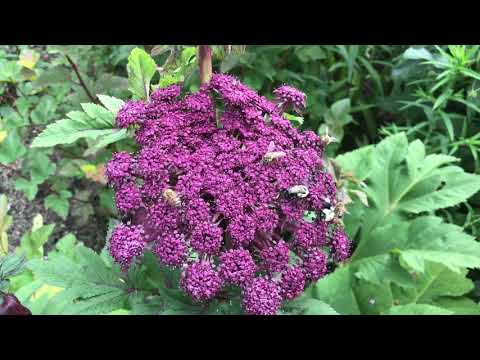 Video: Buttonbush Plant Info - Lær om dyrking av Buttonbush-busker