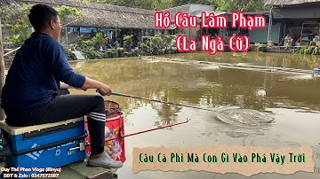 Câu Đài | Vài Mẹo Nhỏ Khi Câu Cá Phi Hồ Dịch Vụ, Câu Cá Phi Mùa Lạnh | Duy Thế Phan Vlogs