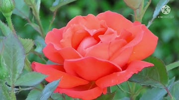سورة الفاتحة بصوت هادئ ومريح | أرح سمعك❤❤