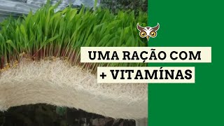 COMO CULTIVAR MILHO HIDROPÔNICO, COMO PLANTAR milho hidropônico PASSO A PASSO [RAÇÃO DE BAIXO CUSTO]